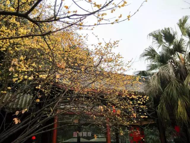 鑺辨捣閲嶇鏉ヨ,鑺辨捣鏉ヨ