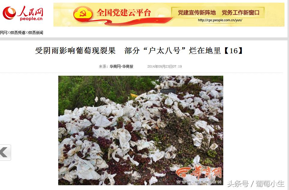 葡萄的种植条件是什么,葡萄种植辛苦吗