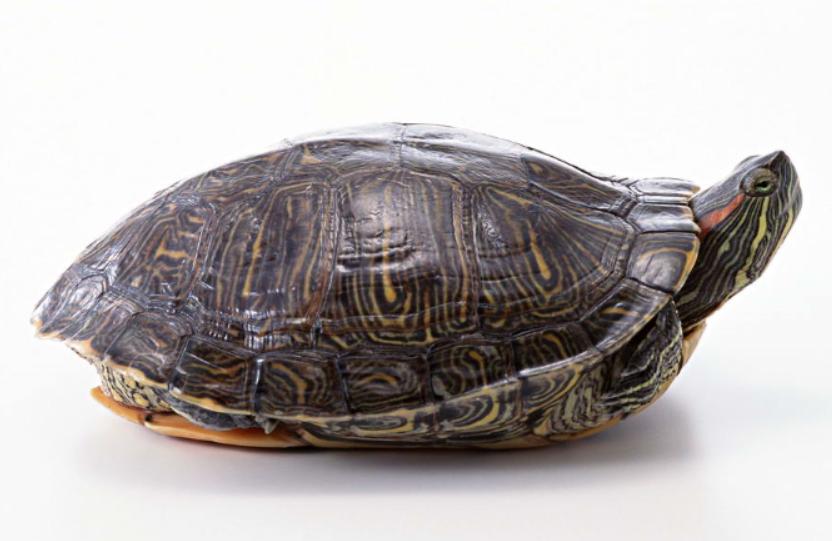 解梦梦见乌龟是什么兆头,白天做梦梦到乌龟是什么预兆