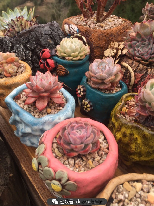 关于多肉植物的国画,多肉山水画