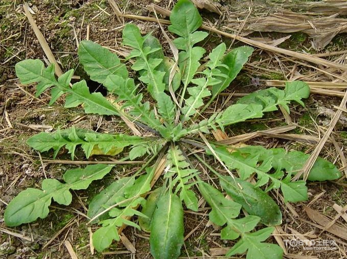 农村路边常见的中草药你认识几种,农村常见中草药盘点