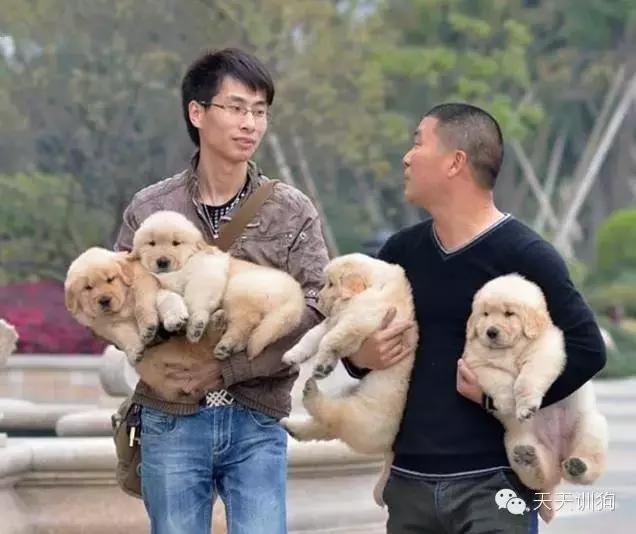 买狗如何防坑,网上买狗最新骗术