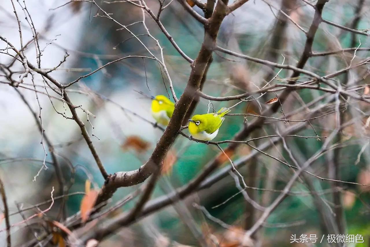 微信群发拜年祝福语怎么发,微信拜年群发