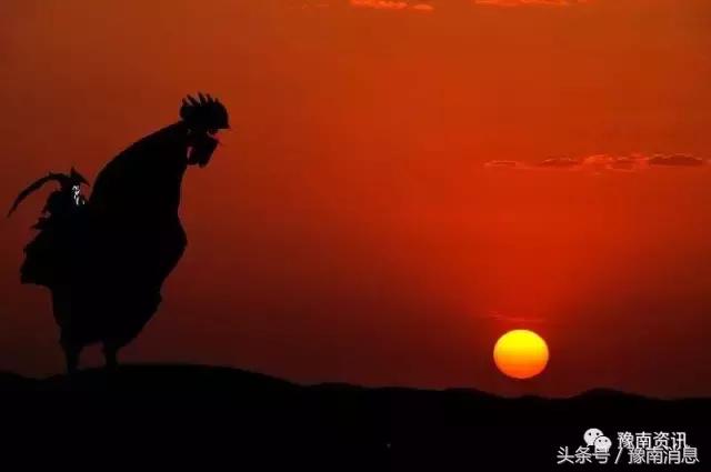 一唱雄鸡代表什么生肖,雄鸡一唱天下白什么意思