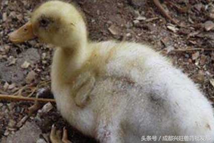 春季鸭鹅常见疾病,六种常见鸭病治疗方法