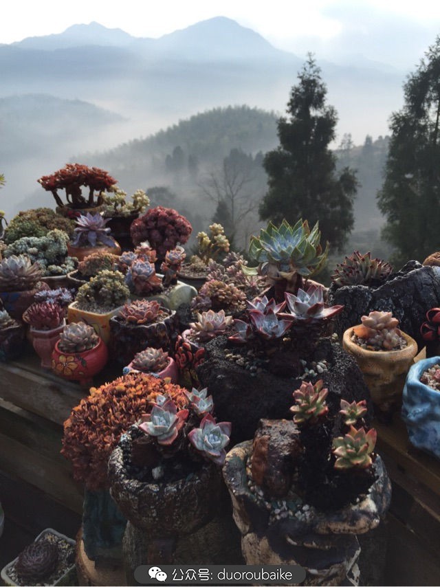 关于多肉植物的国画,多肉山水画