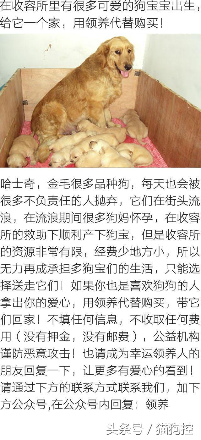 发现金毛在冰箱里偷吃,回来发现金毛嘴肿了