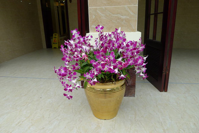 厕所异味放点什么植物,什么植物能吸收厕所的臭气