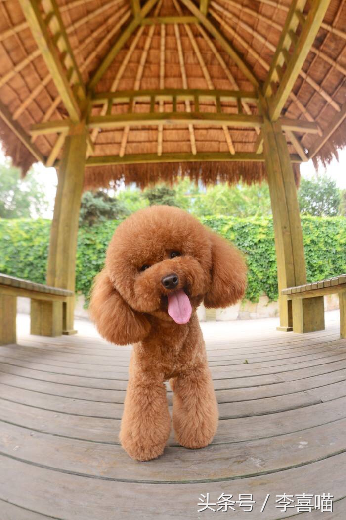 泰迪犬的市场价格和购买时应该注意的事