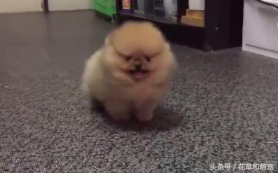 小博美狗狗打架,博美狗小脾气大