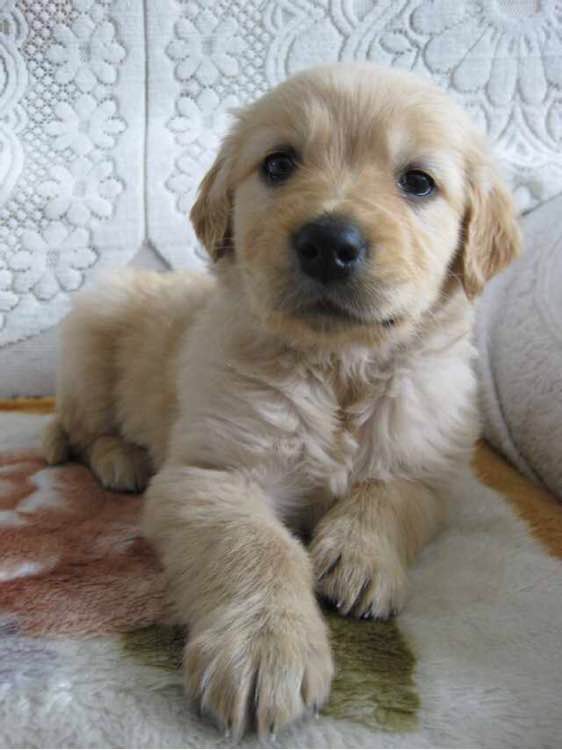 普遍的狗狗品种大全及图片,所有狗狗品种集合大全