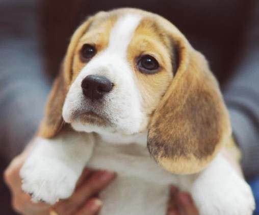 普遍的狗狗品种大全及图片,所有狗狗品种集合大全