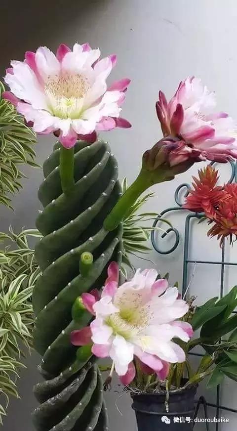 沙子可以种多肉吗,你还在用营养土种多肉吗