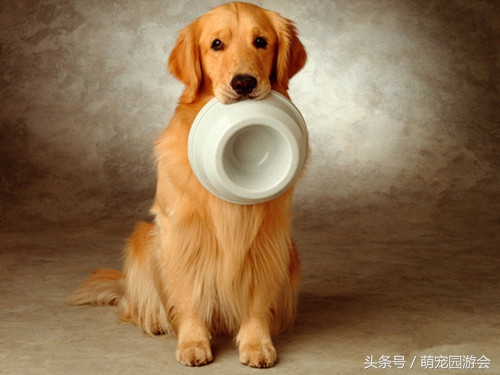 买到的小狗怎么处理,买小狗查出细小该怎么维权