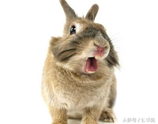 养兔知识兔子怎样补充营养,养兔高手教你养兔七个技巧