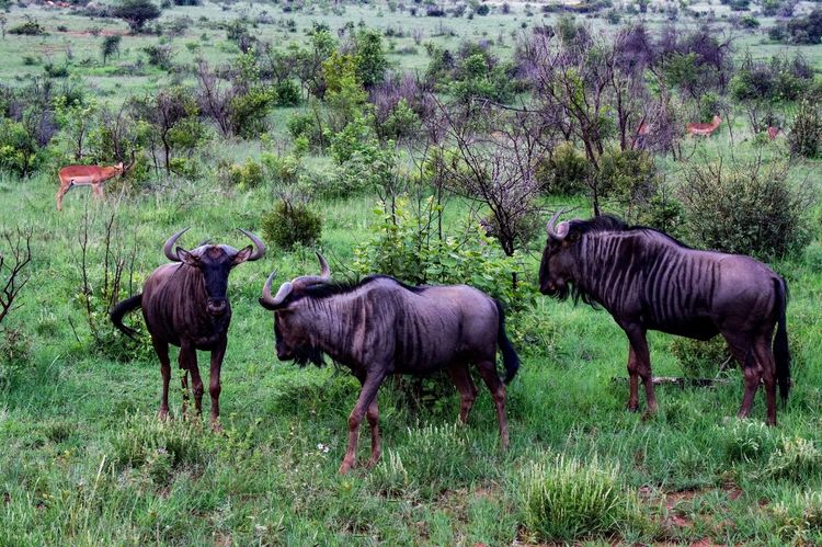 走进彩虹之国感受南非独特之美,彩虹之国南非