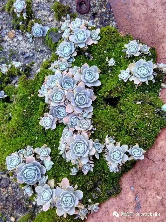 甯﹂潚鑻旂殑澶氳倝,澶氳倝闈掕嫈鍩瑰吇
