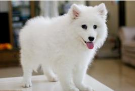 购买宠物狗注意事项和细节有哪些,这几种狗狗千万别丢掉否则会牺牲