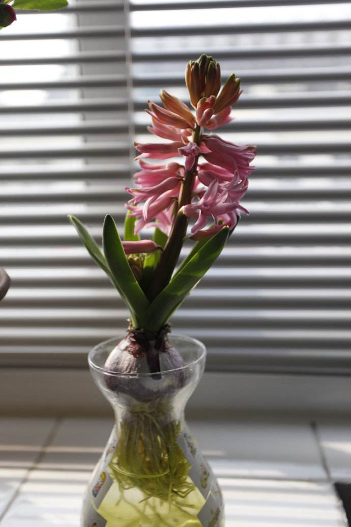 现在种风信子来得及吗,现在种风信子还行吗