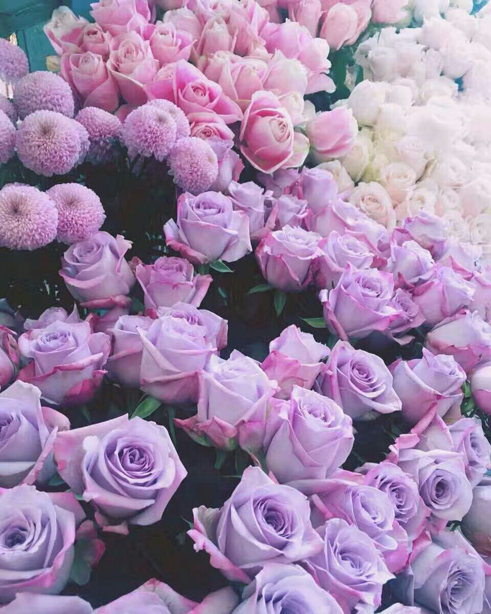 玫瑰集爱与美于一身,集爱与美于一身的玫瑰花