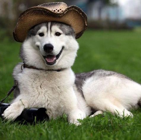 公狗绝育的好处和坏处博美,母狗被公狗拱还能绝育吗