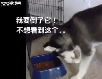 哈士奇不吃狗粮,还骂骂咧咧想掀翻狗盆,二哈真是有脾气