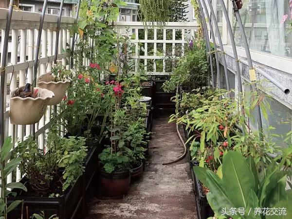 阳台用砖头砌菜园怎样规划好,新手阳台种菜的小技巧