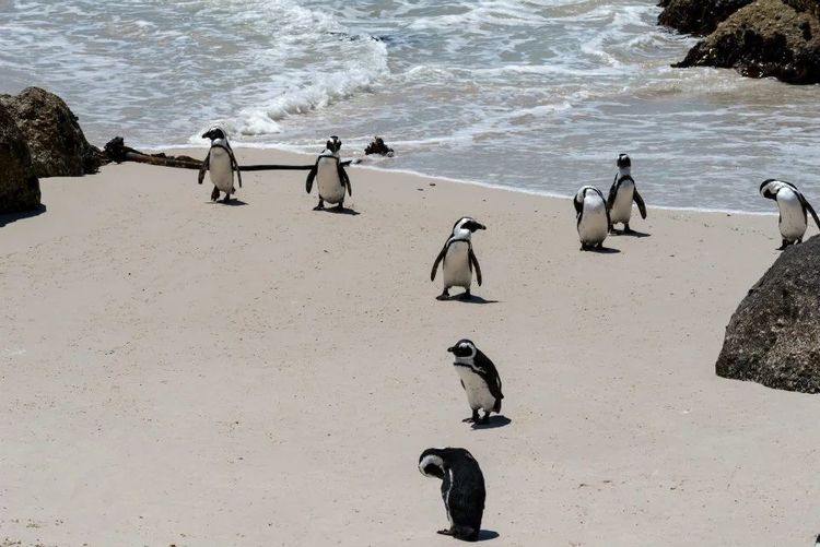 走进彩虹之国感受南非独特之美,彩虹之国南非