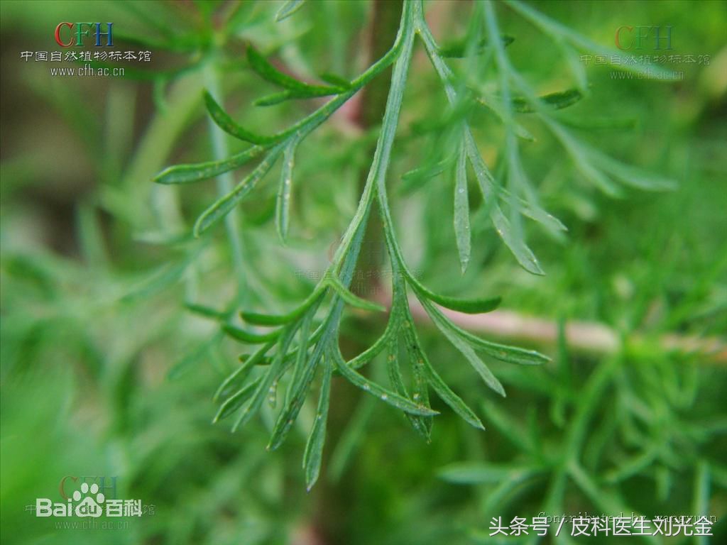 二月茵陈四月蒿包括艾蒿吗,茵陈蒿和青蒿图片