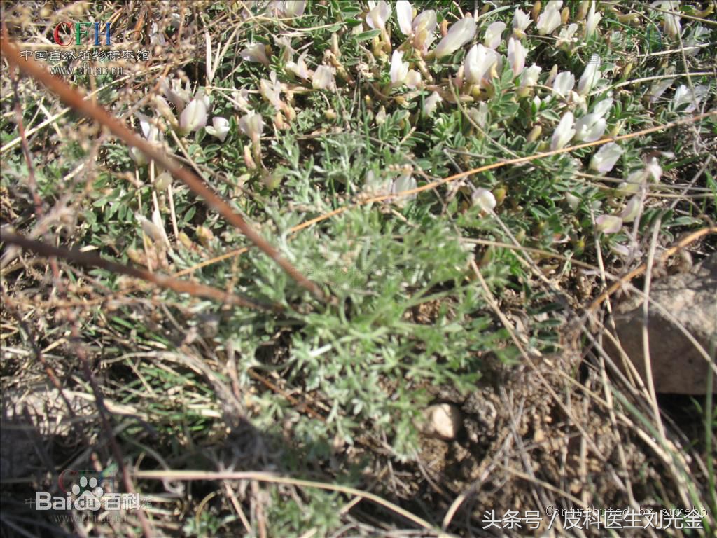 二月茵陈四月蒿包括艾蒿吗,茵陈蒿和青蒿图片