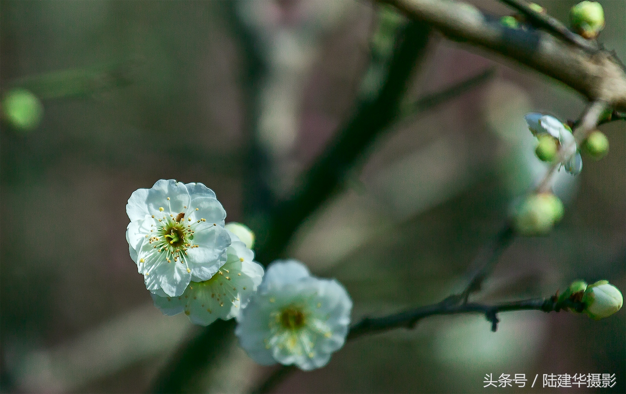 无锡梅园，春风十里不如你