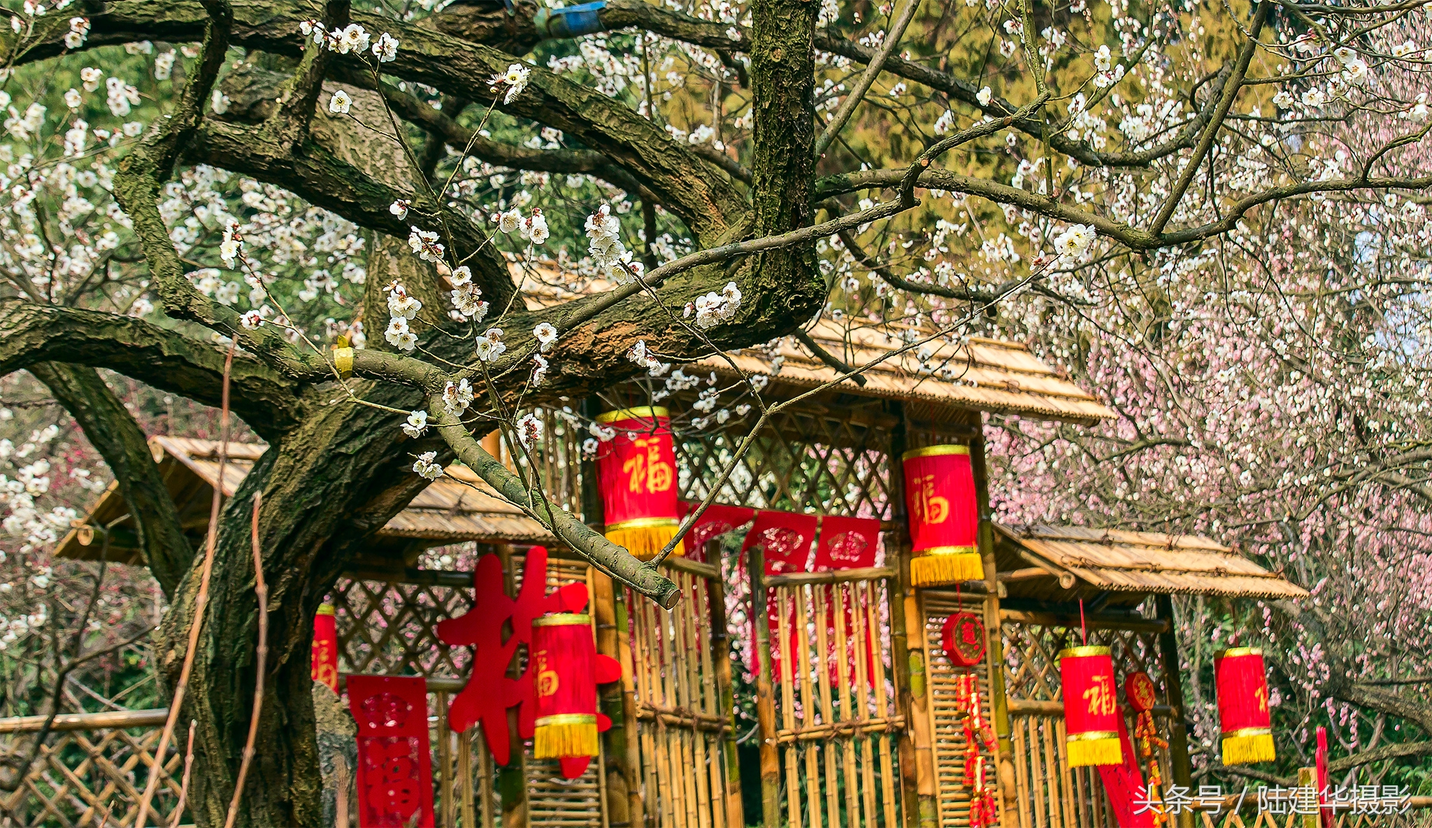 无锡梅园，春风十里不如你