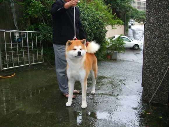 普遍的狗狗品种大全及图片,所有狗狗品种集合大全