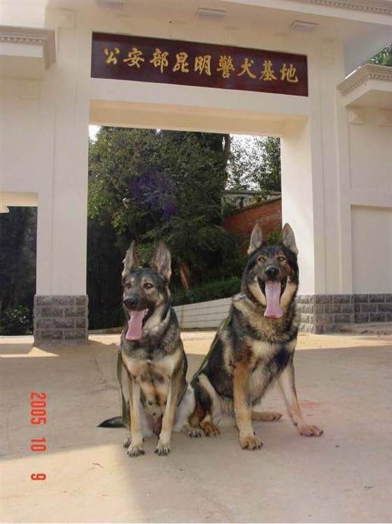 普遍的狗狗品种大全及图片,所有狗狗品种集合大全