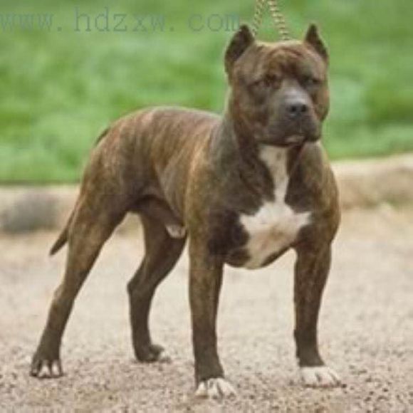 普遍的狗狗品种大全及图片,所有狗狗品种集合大全