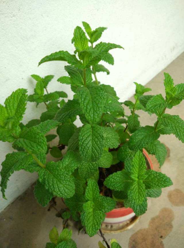 香草和香料在使用中应该注意哪些,香草植物怎么养