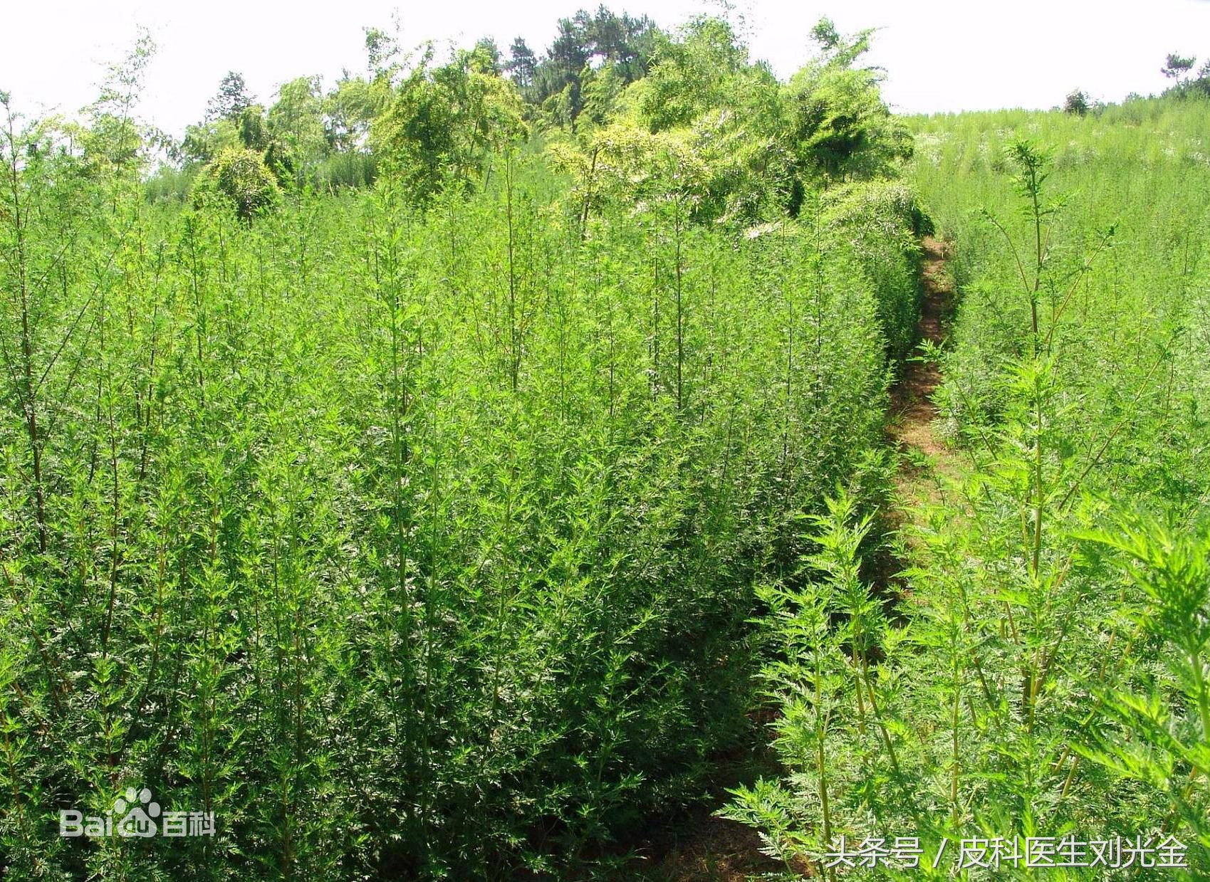 二月茵陈四月蒿包括艾蒿吗,茵陈蒿和青蒿图片