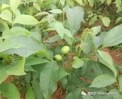 核桃苗几月份移栽最好,核桃苗移栽后多久发芽