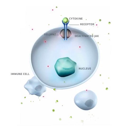 类风湿性关节炎多个JAK*制剂抑**新药来了