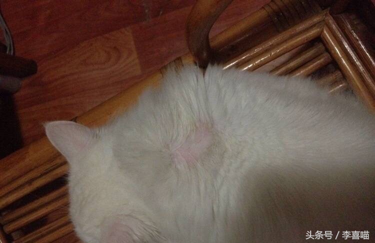 如果猫咪得了猫癣该怎么办,总有人问猫咪生病怎么回答