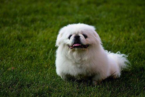 普遍的狗狗品种大全及图片,所有狗狗品种集合大全