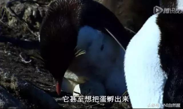 豆瓣9.7的企鹅版《无间道》，上演最萌版「原配撕小三」！