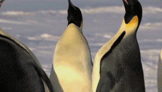 豆瓣9.7的企鹅版《无间道》，上演最萌版「原配撕小三」！