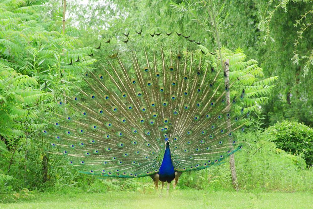 沈阳鸟岛视频,沈阳都有啥桥