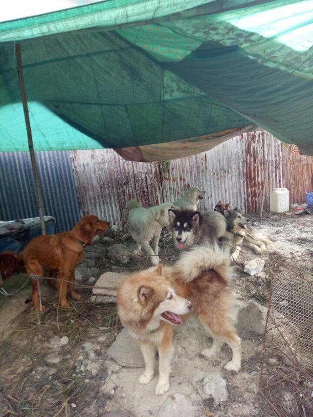 狗贩子养的狗,农村狗市场最好养又便宜