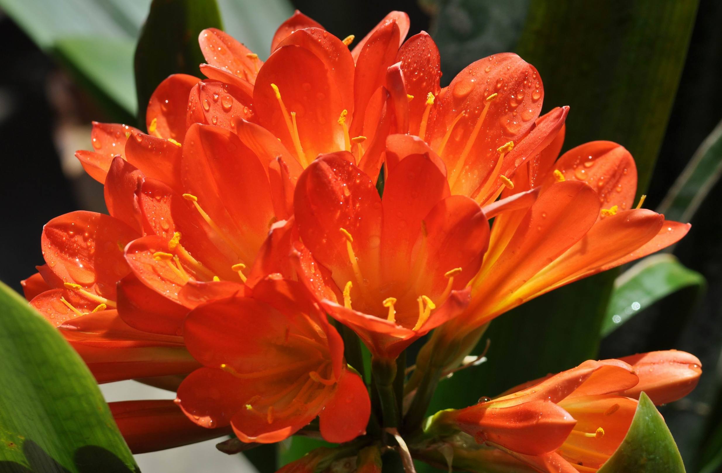 君子兰掉的小根能繁殖吗,君子兰繁殖不分盆好看吗