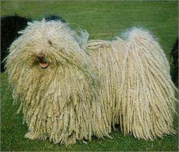 收藏狗狗的图片,收藏宠物集