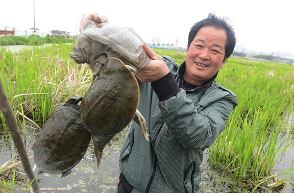 捉甲鱼技术视频,捕甲鱼绝技