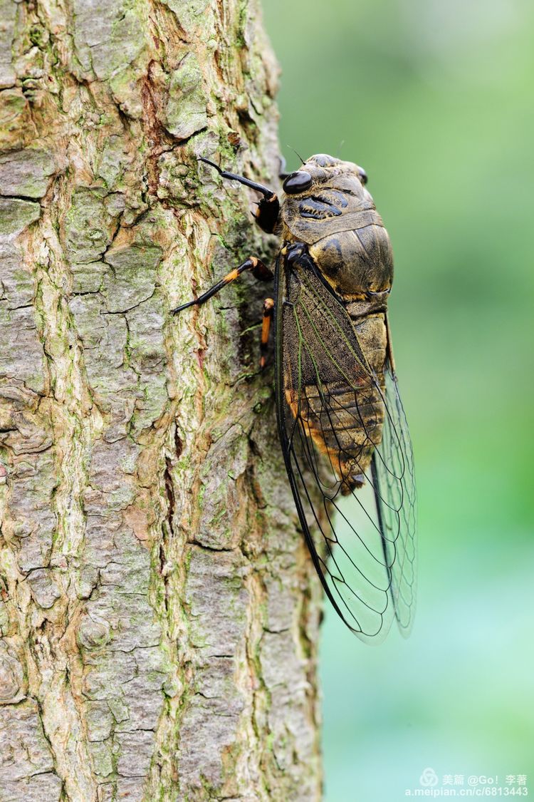 微距镜头下的昆虫视角,微距下的昆虫摄影