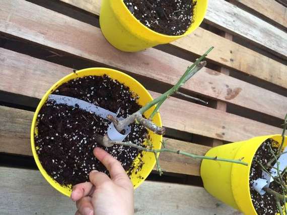 水培文竹和土培有什么不一样,怎么鉴别水培文竹和土培文竹